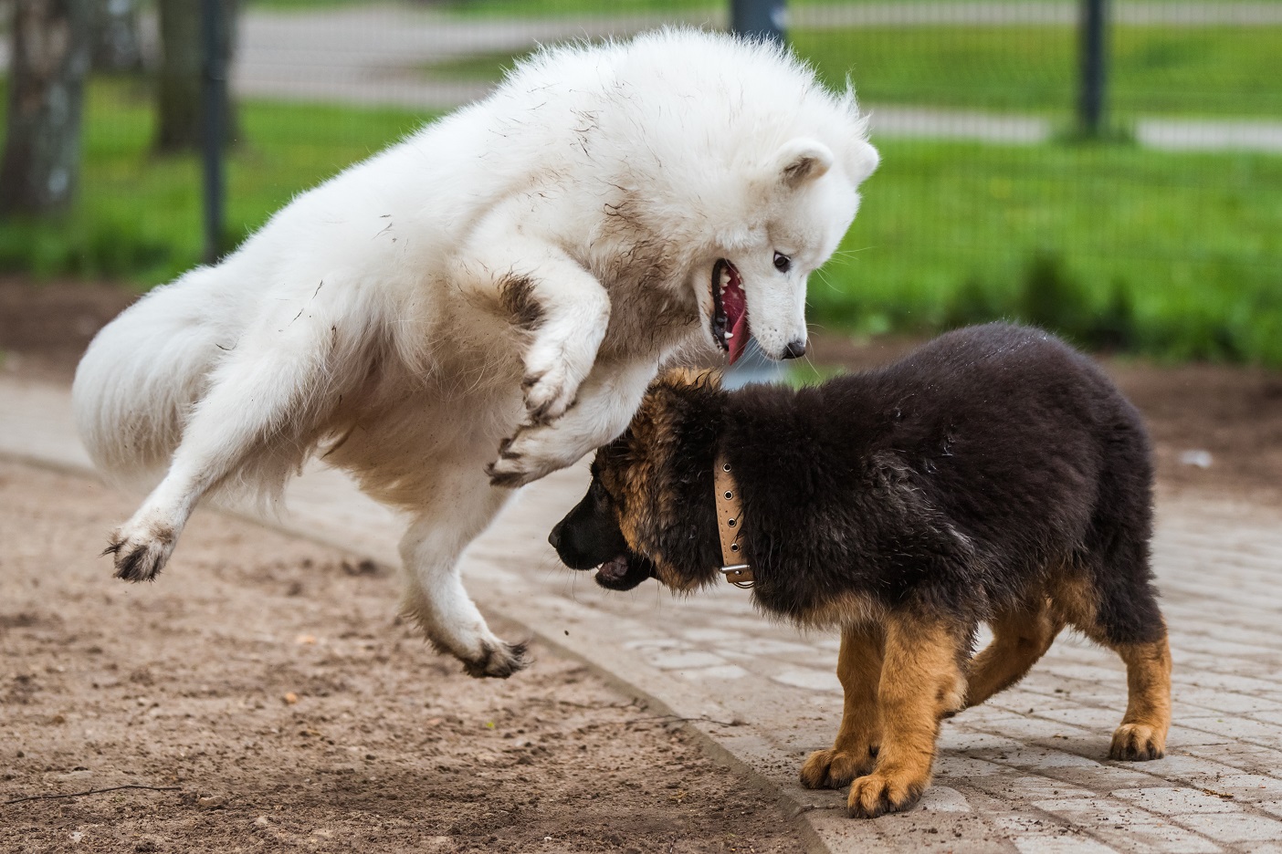 two dogs playing