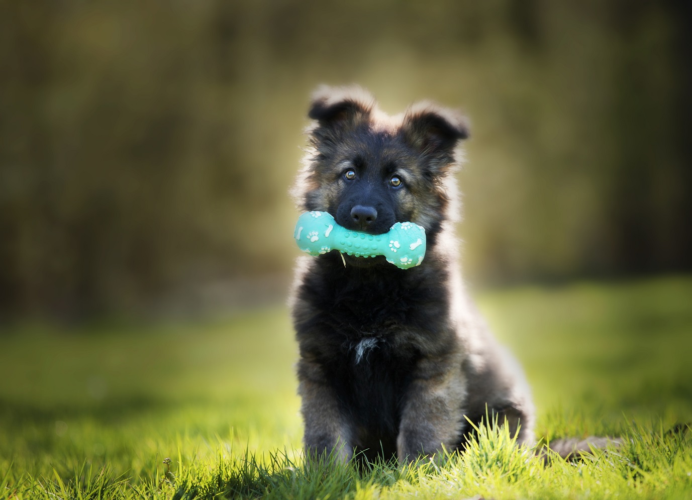 german shepherd holding toy