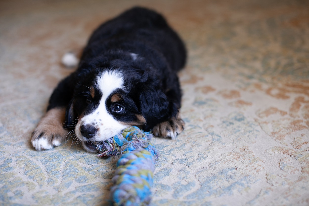 small canine chewing rope