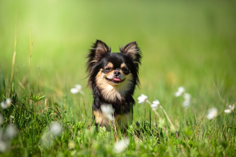 Chihuahua hotsell toilet training