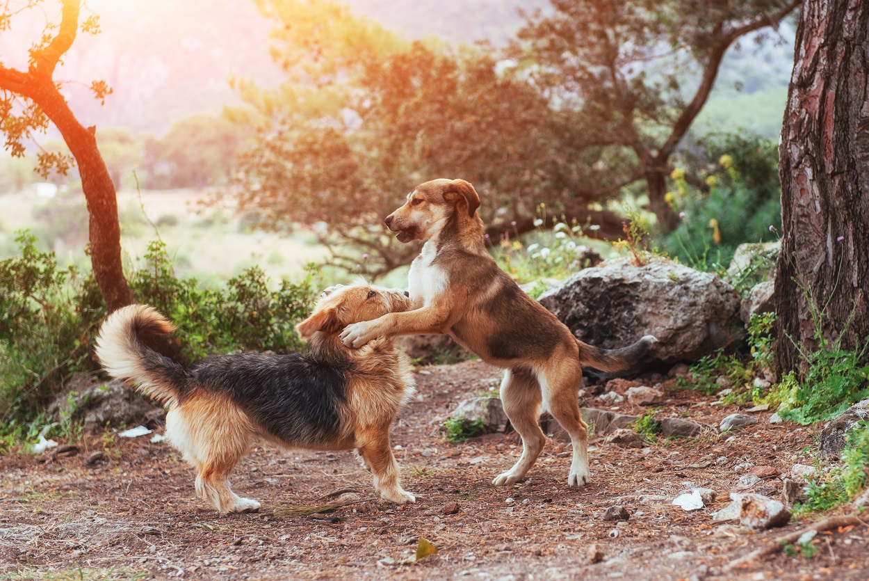 two dogs playing