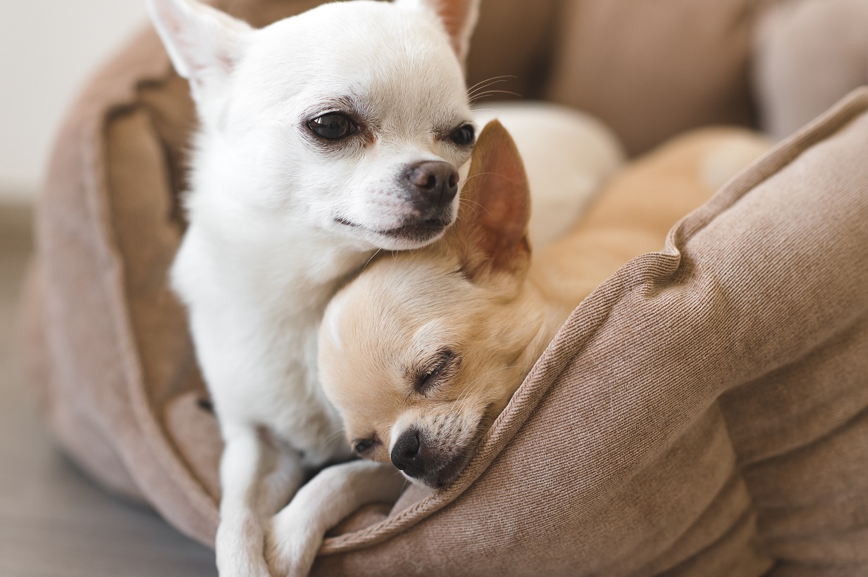 two chihuahuas in bed