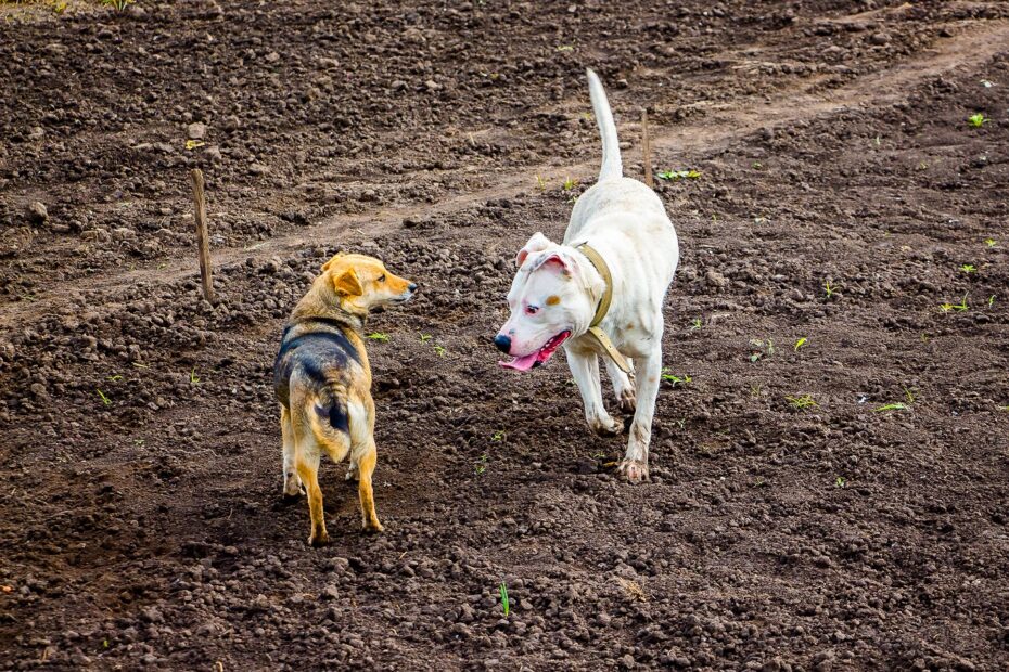 puppy attacking older dog