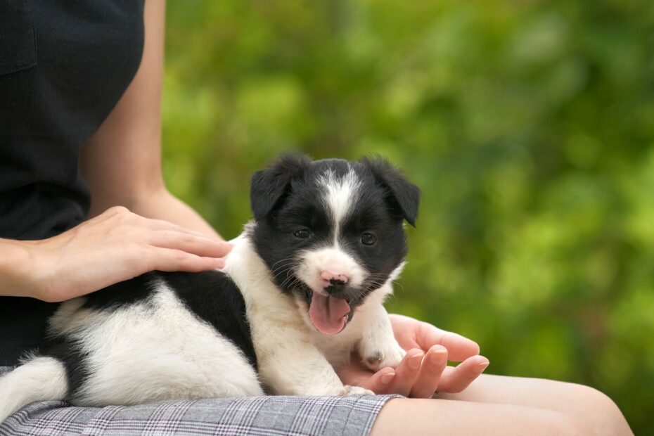 puppy barking for attention