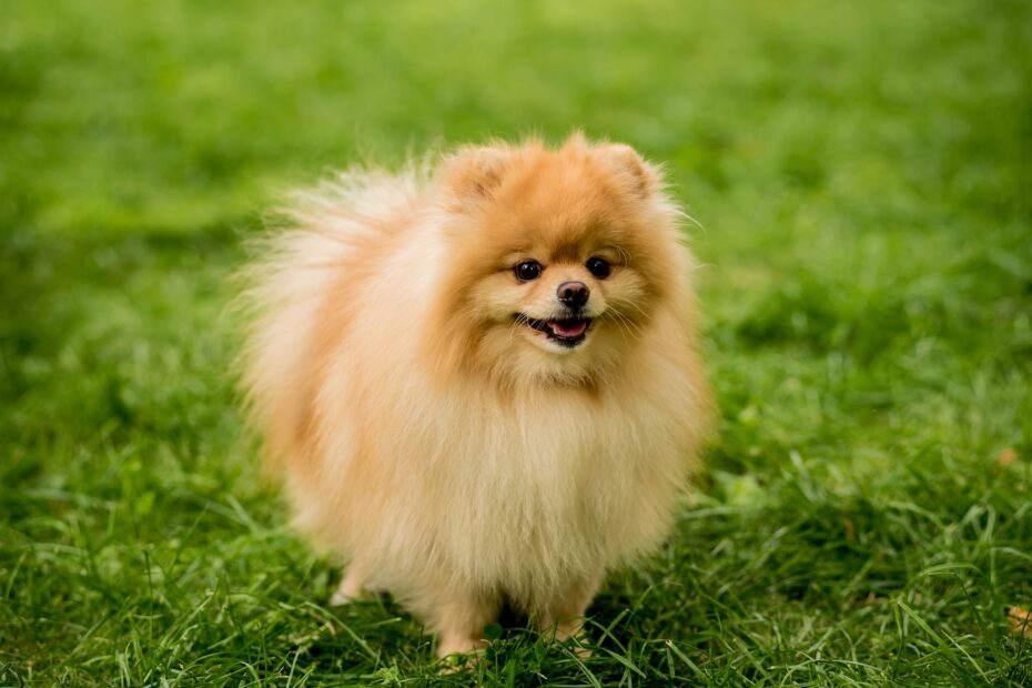 Solved! How To Stop A Pomeranian Barking - The Quick & Easy Way