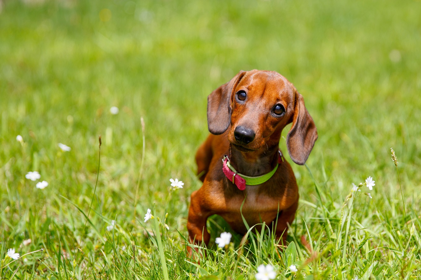 How To Potty Train A Dachshund The Quick & Easy Way