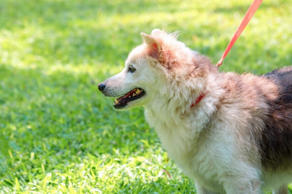 how to leash train your dog