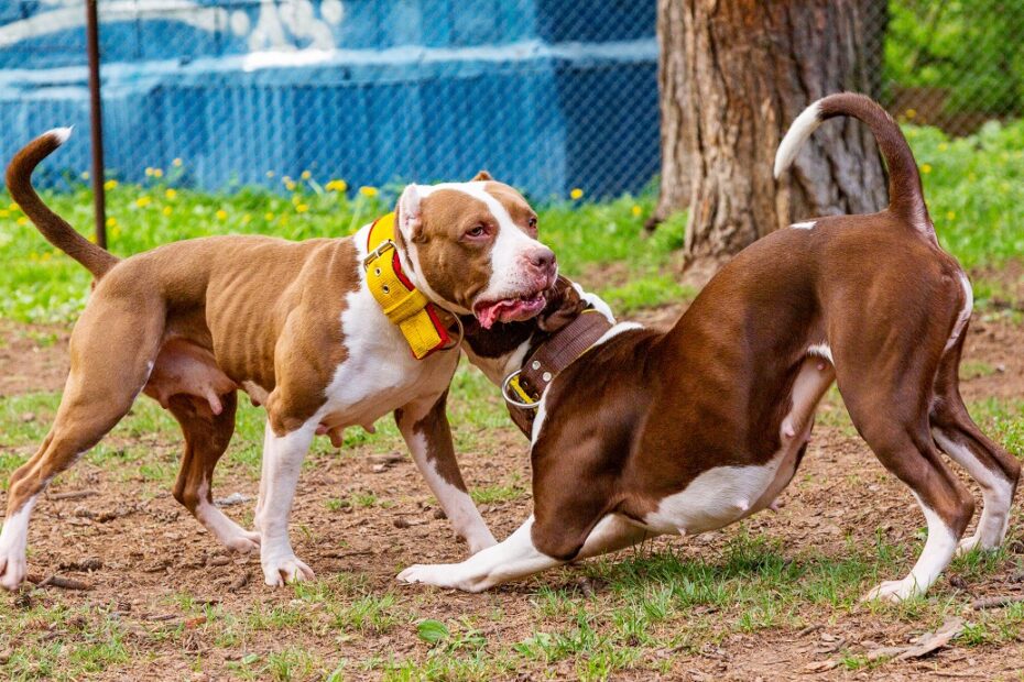 two dogs fighting