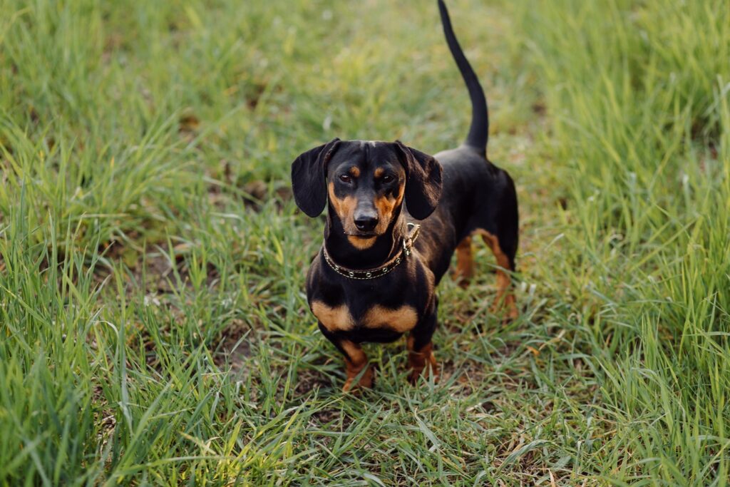 what-to-do-if-your-dog-refuses-to-pee-outside-dog-coaching-academy