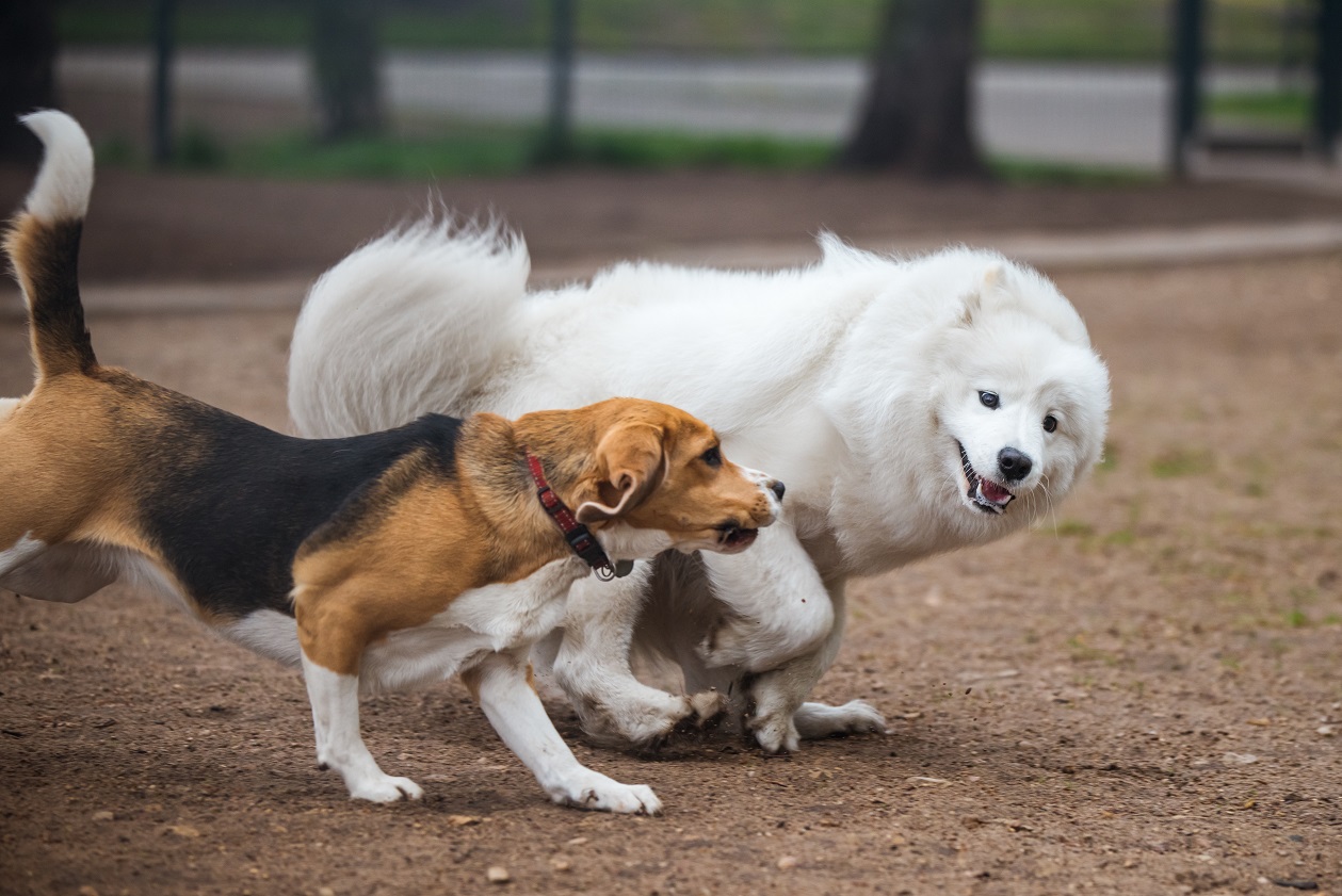 two dogs playing