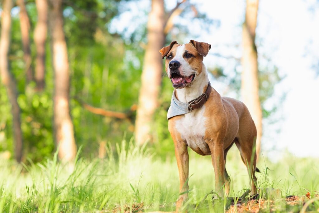 Why Does My Dog Bury His Head In Me? - Stop Obsessive Nuzzling