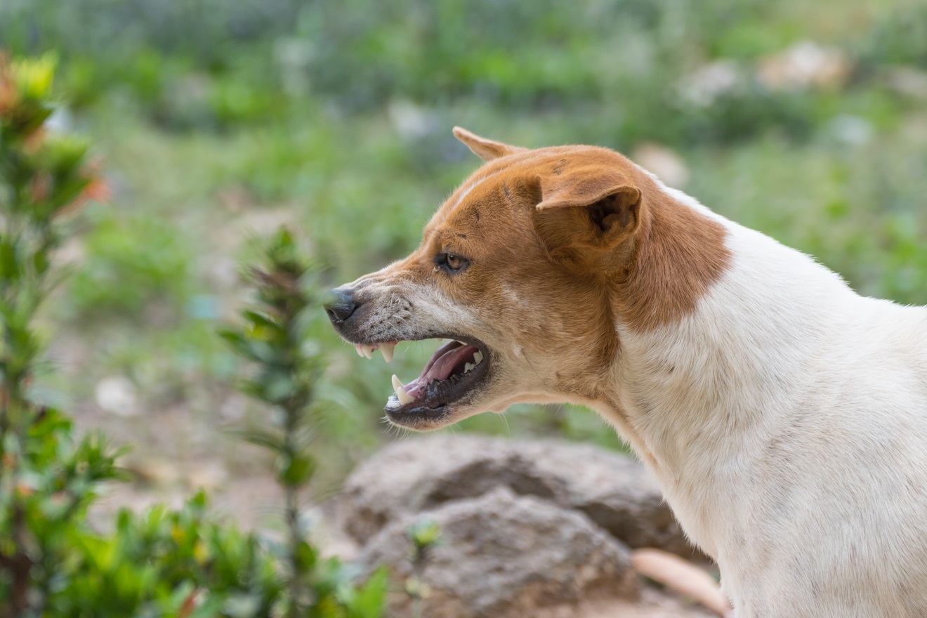 Help! Why Does My Dog Growl At Me For No Reason?