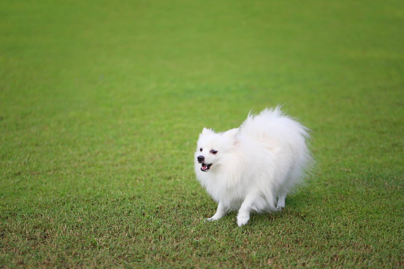 can you train a pomeranian not to bark