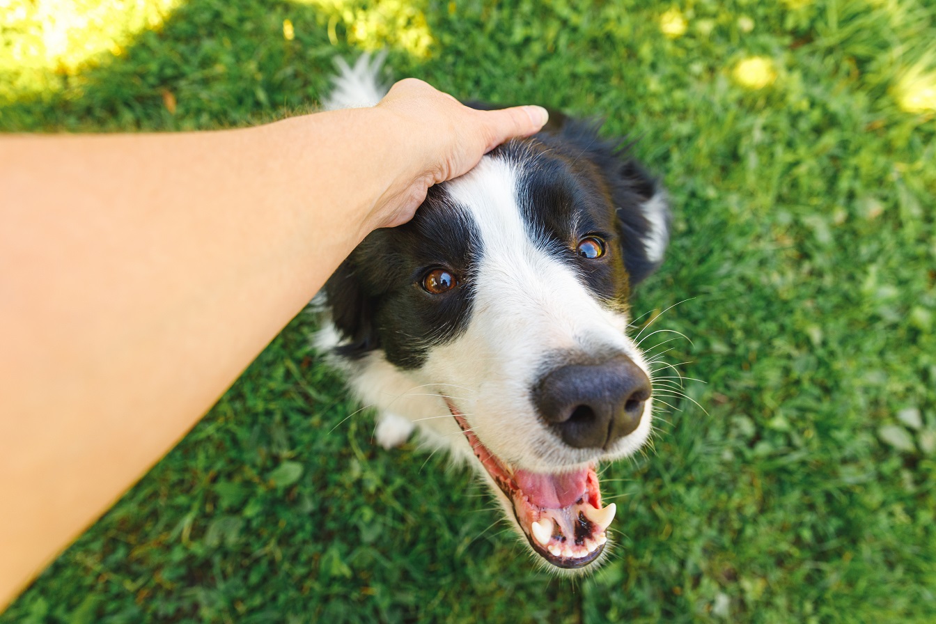Border Collie being petted
