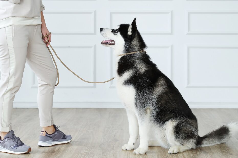 dog on leash