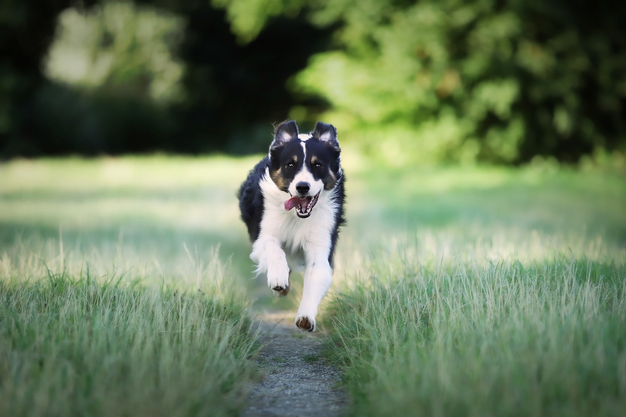 border collie running