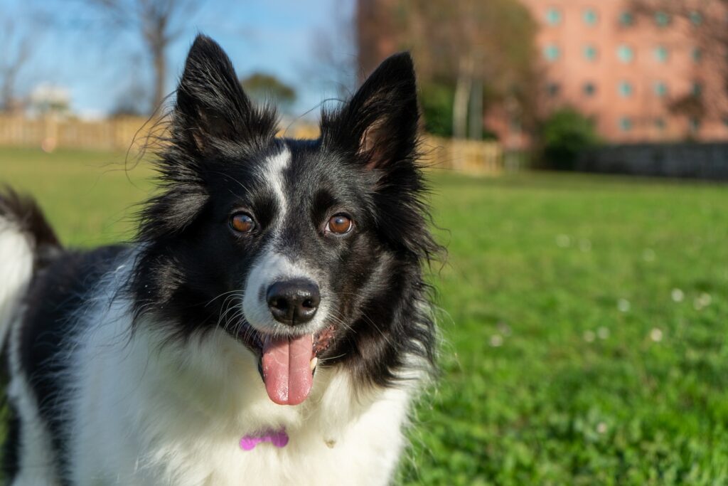 How To Stop A Border Collie Biting - The Quick & Easy Way