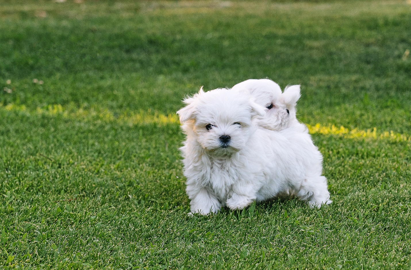 how to potty train a maltese