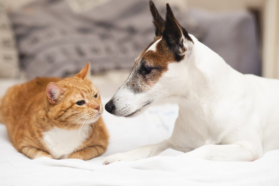 dog barks at cats