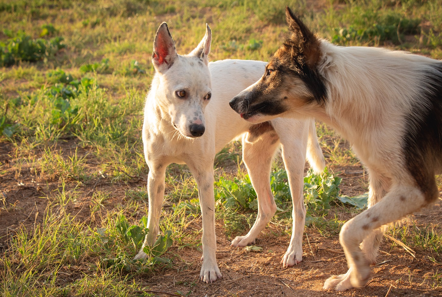 why-has-my-dog-suddenly-started-growling-at-other-dogs