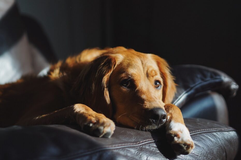 how to calm an anxious dog at night