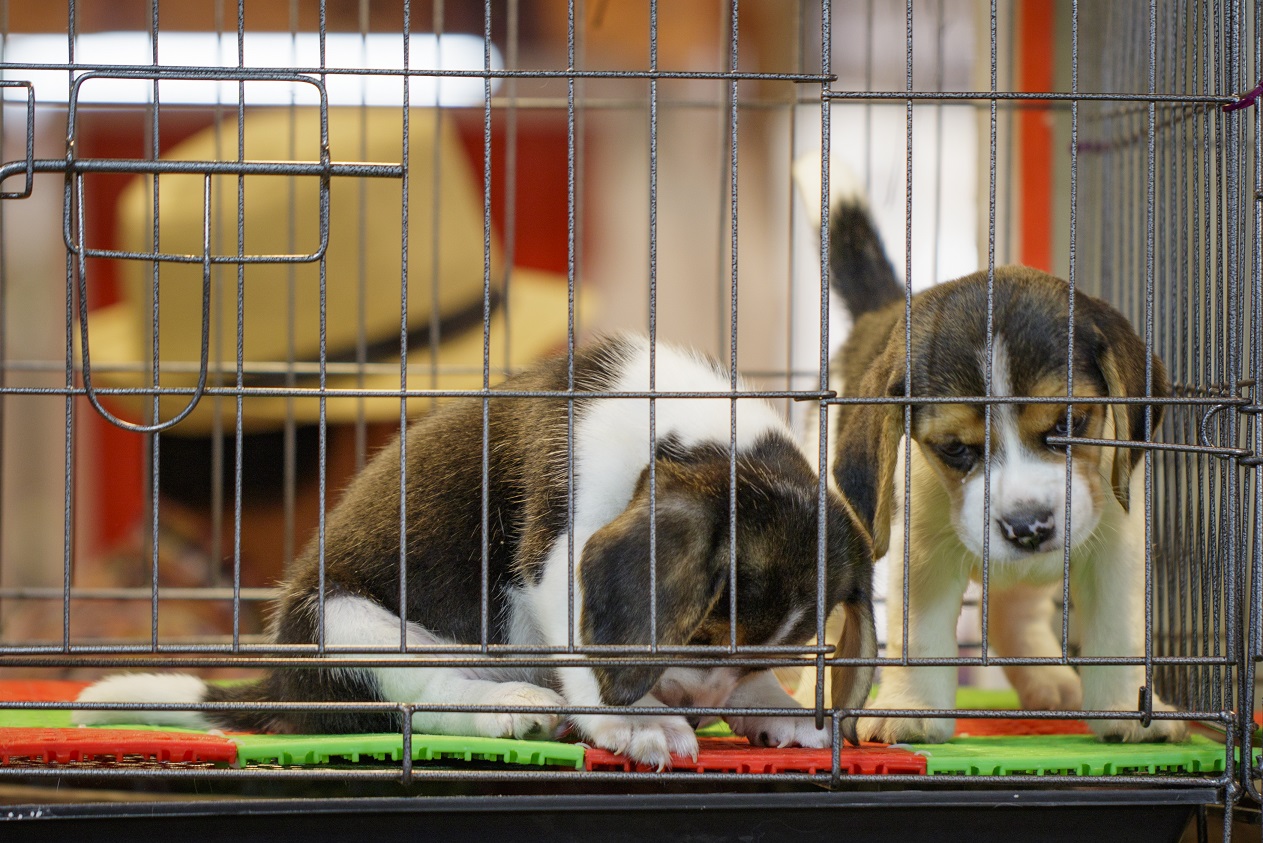 two puppies in crate