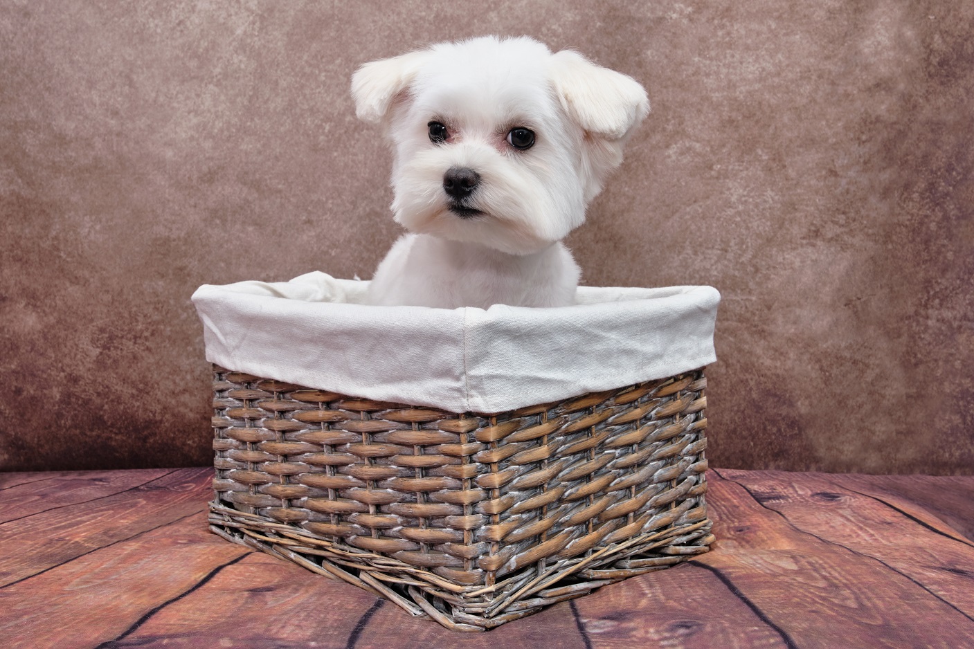 maltese puppy in basket
