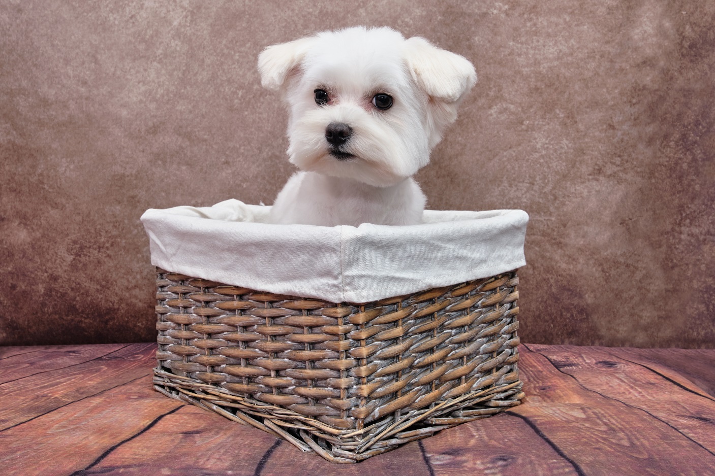 puppy in basket