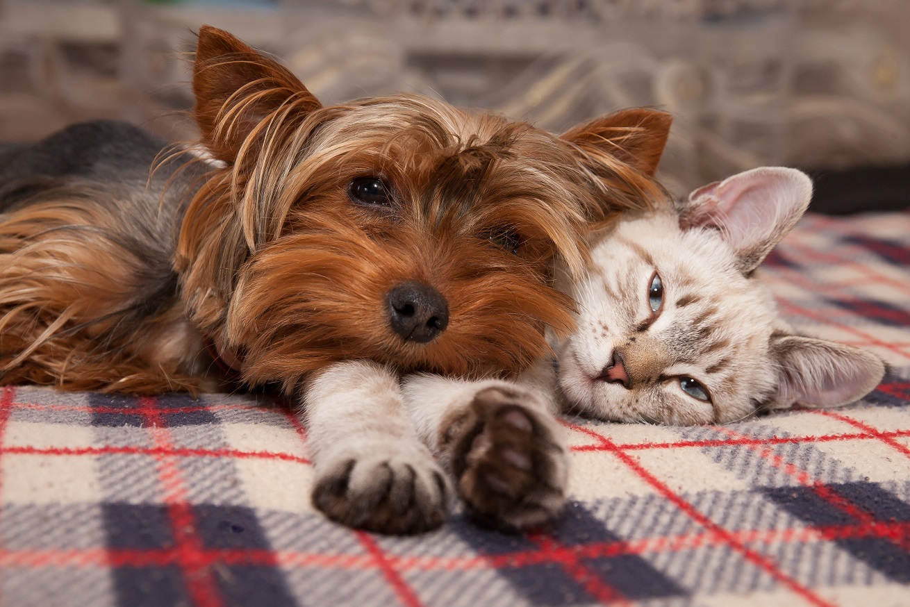 dog and cat sleeping