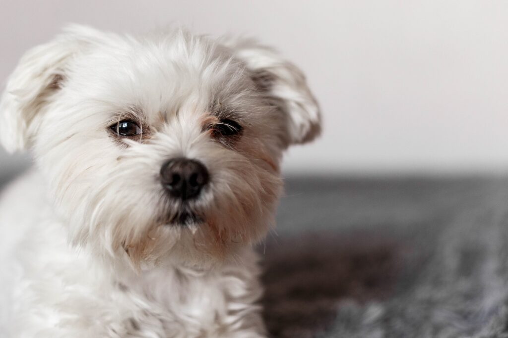 5 Ways To Stop Your Shih Tzu Growling - The Quick & Easy Way