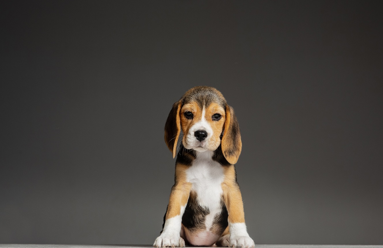 puppy biting