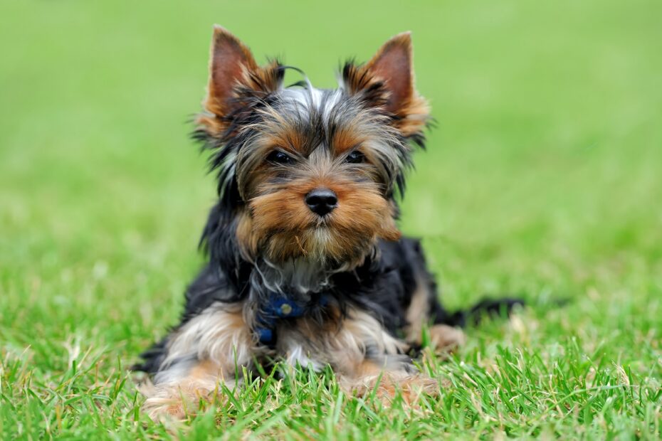 yorkie laying on grass