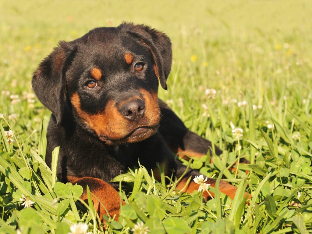 How To Stop A Rottweiler Biting - The Quick & Easy Way