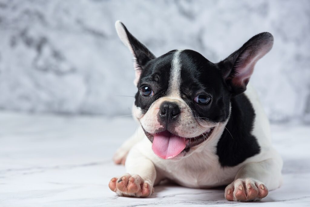 How To Stop A French Bulldog Biting - A Simple Fix For Biting Dogs