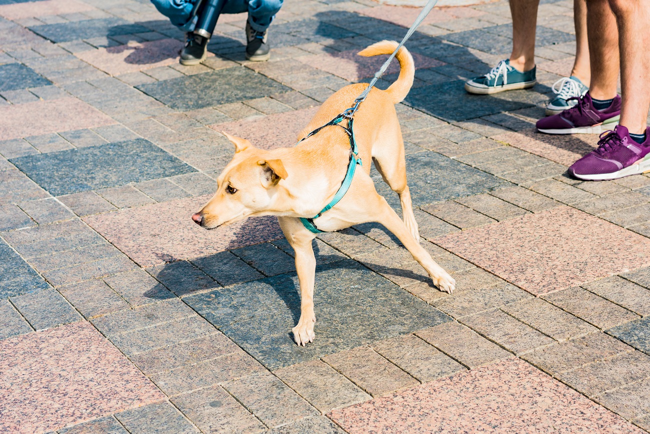 dog lunging on leash