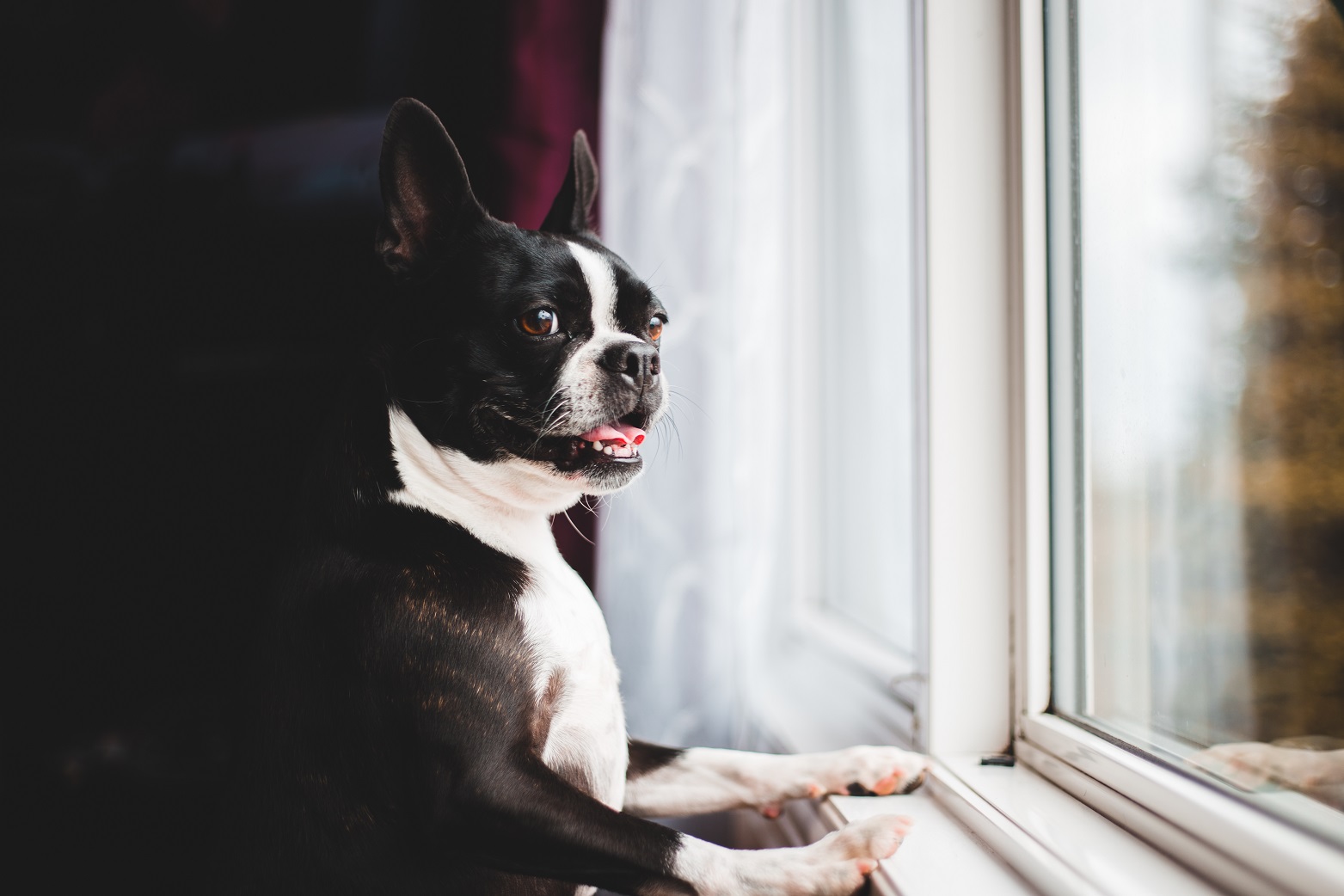 dog looking out of window