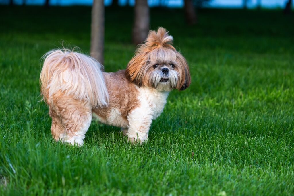 5 Ways To Stop Your Shih Tzu Growling - The Quick & Easy Way