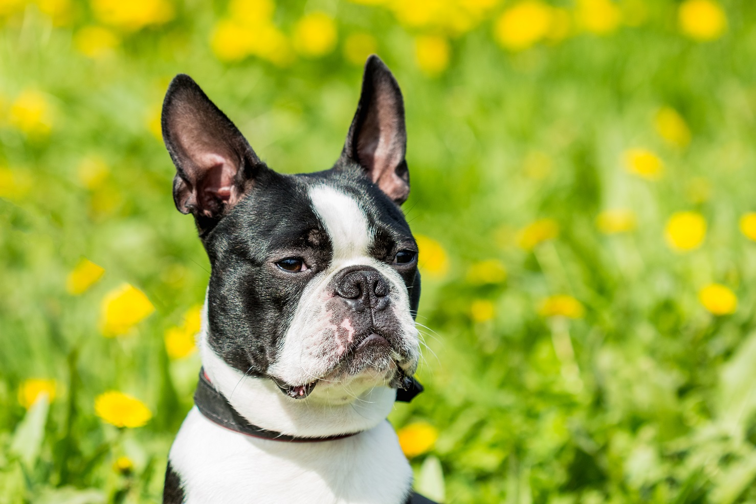 How To Calm An Aggressive Boston Terrier The Quick