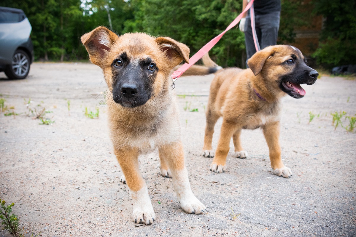 what age should you leash train a puppy