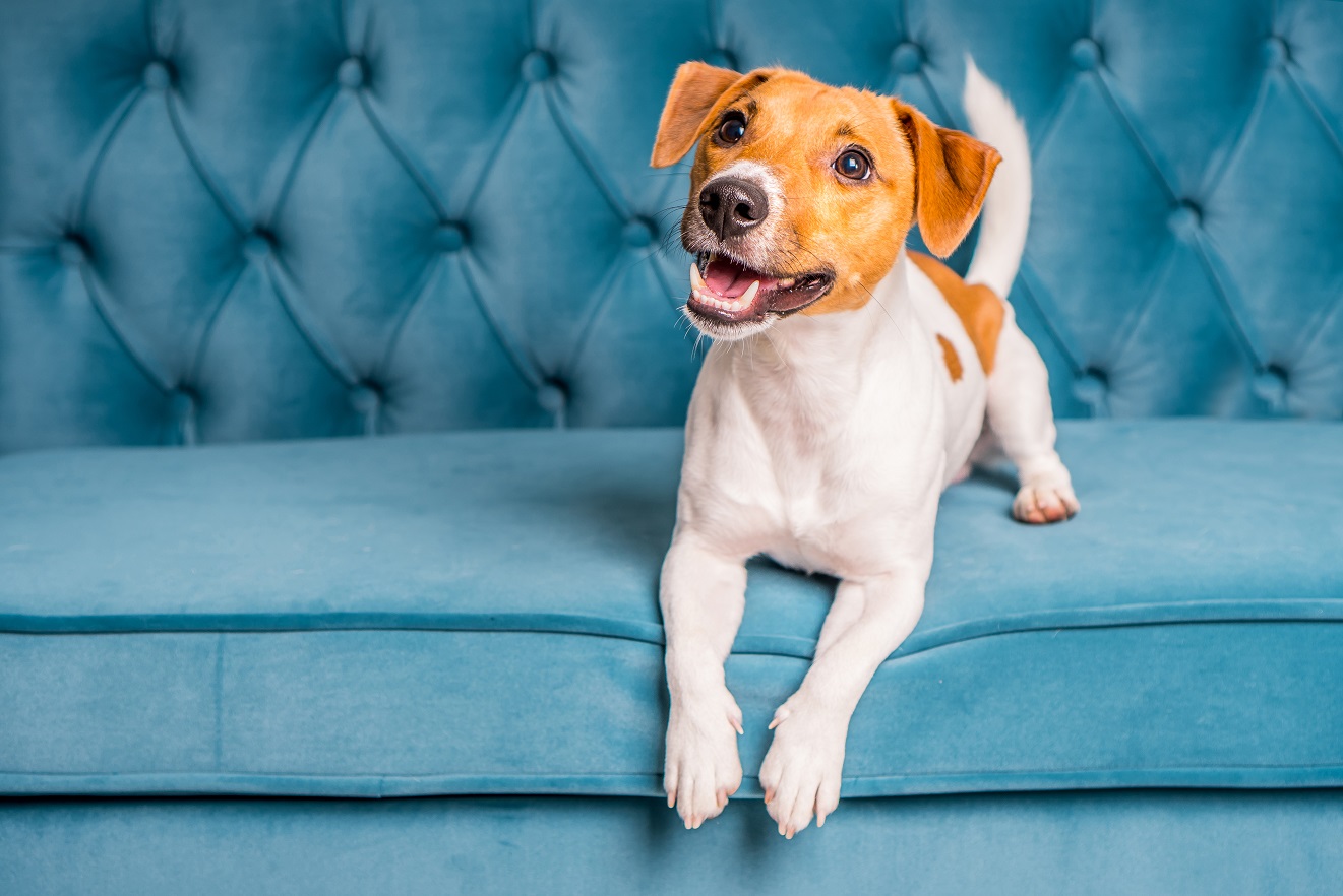 dog jumping on furniture