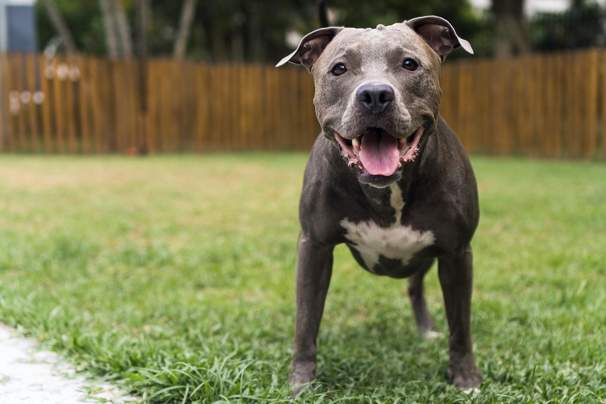 How To Calm An Aggressive Pitbull - The Quick & Easy Way - Dog Coaching ...